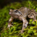 Rana appenninica (Rana italica)